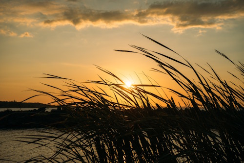 sommer